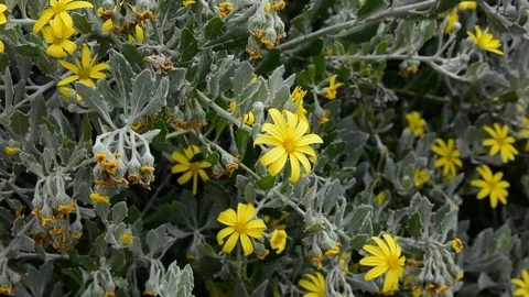 Branches of blooming flowers Stockbeeldmateriaal 128119895