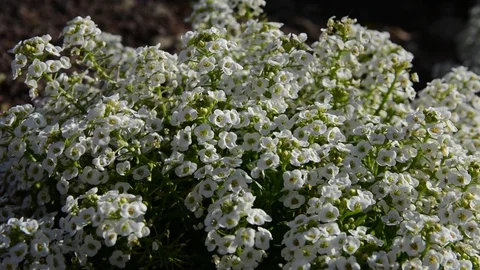 Branches of blooming flowers Video stock 128121791