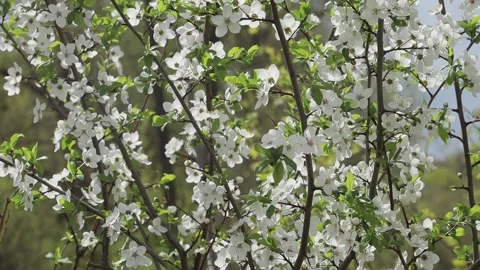 Branches with blooming flowers. Spring cherry blossoms. Stock Footage 262552678