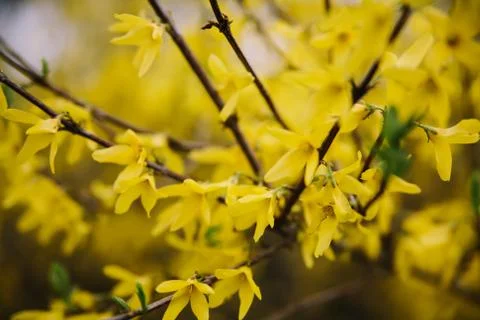 Branches of a blooming Forsythia Easter tree with yellow flowers. Close up Stock Photos