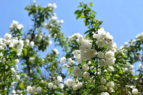 Branches of blooming jasmine close-up. Stock-Fotos