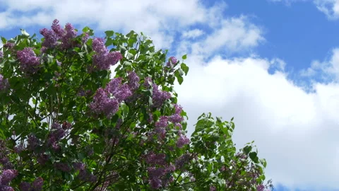 Branches of blooming lilac tree in mid-summer on the background of sky. Stock Footage 201080277