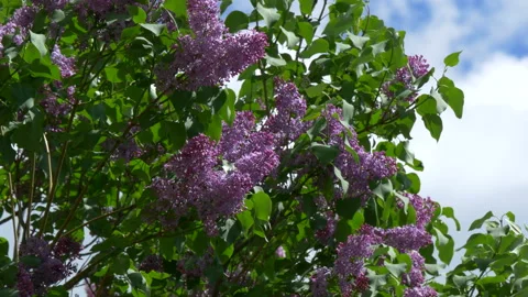 Branches of blooming lilac tree in mid-summer on the background of sky. Stock Footage 201080893
