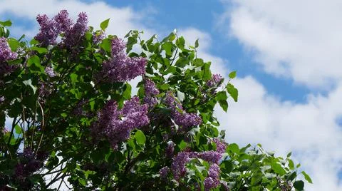 Branches of blooming lilac tree in mid-summer on the background of sky. Stock Photos