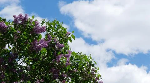 Branches of blooming lilac tree in mid-summer on the background of sky. Stock Photos