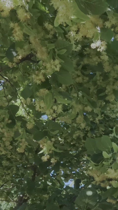 Branches of blooming Lime tree also known as Linden or Basswood tree sway in Stock Footage 314718071