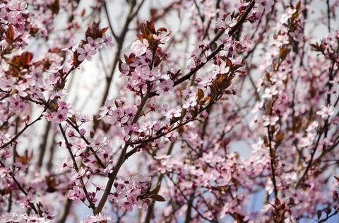 Branches of a blooming peach Stock Photos