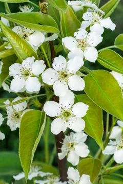 Branches of a blooming pear tree in the spring orchard. Foto stock