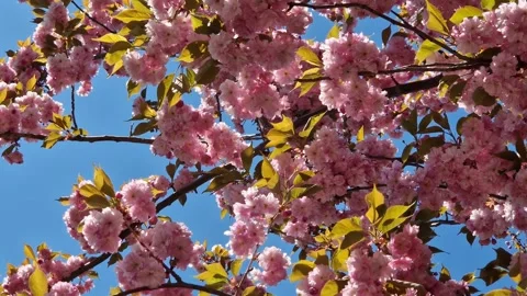 Branches of blooming pink sakura 스톡 동영상 334126254