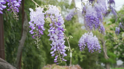 Branches of blooming purple wisteria develop in the wind Stock Footage 148457019
