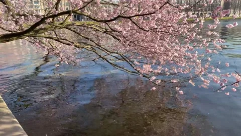 Branches of blooming sakura with delicate pink blossoms hang over the city lake. Stock Footage 341407734