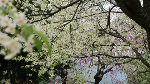 Branches of blooming sakura tree with white flowers, cherry blossom tree Stock-Footage 170943075