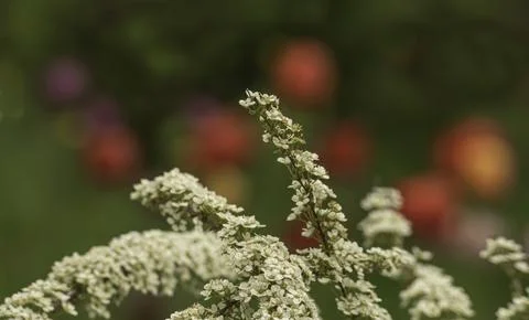 Branches of blooming spirea Stock Photos