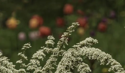 Branches of blooming spirea Stock Photos