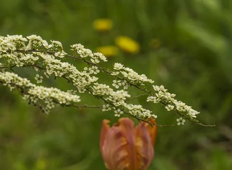 Branches of blooming spirea Stock Photos