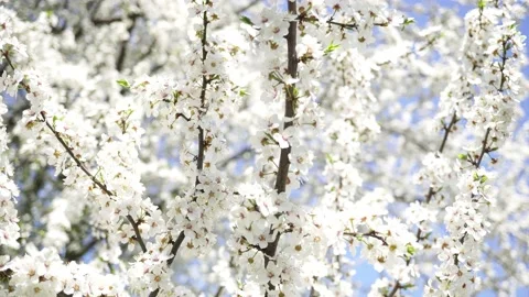 Branches Of A Blooming Tree Against The Background Of The Blue Sky. Stock Footage 239243994
