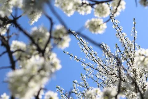 Branches of the blooming tree Stock Photos