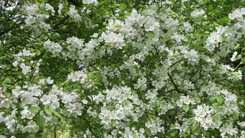Branches of a blooming trees in the Spring Garden. Selective Focus Stock Footage 234698459
