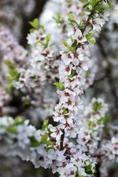 Branches of blooming wild cherry, spring concept. Stock Photos