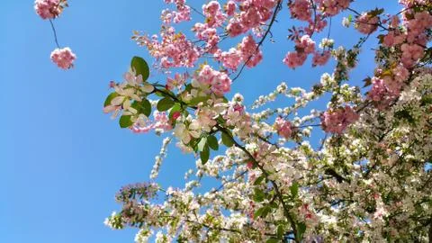 Branches of blossom spring trees Stock Photos