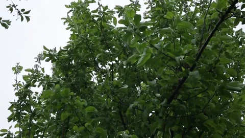 Branches of blossoming apple and cherry trees in the garden against the Stock Footage 341334094