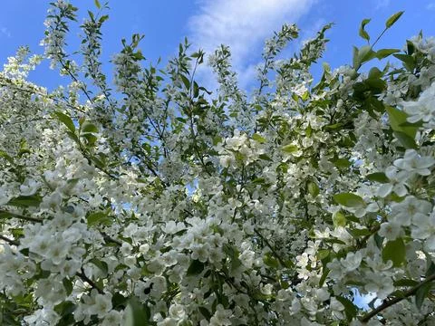 Branches of a blossoming apple or cherry tree with white flowers against the Stock Photos