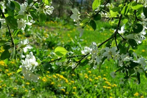 Branches of blossoming Apple tree on background of green meadow Stock Photos
