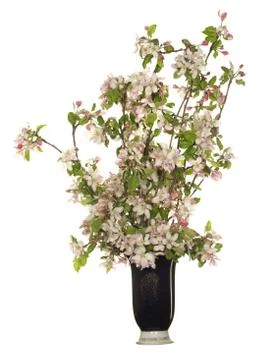Branches of a blossoming apple tree in a ceramic vase isolated on white backg Stock Photos