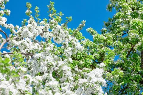 Branches of blossoming apple tree. Flowers with white petals. Spring garden Stock Photos