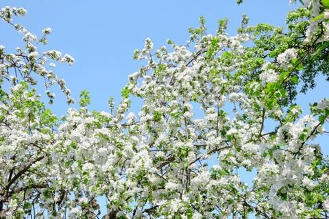 Branches of blossoming apple tree. Flowers with white petals. Spring garden Stock Photos