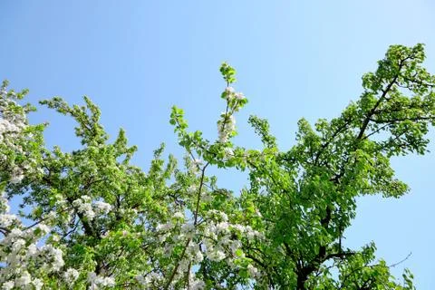 Branches of blossoming apple tree. Flowers with white petals. Spring garden Stock Photos
