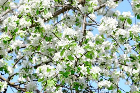 Branches of blossoming apple tree. Flowers with white petals. Spring garden Stock Photos