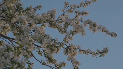 Branches of a blossoming Apple tree. Stock Footage 89468443