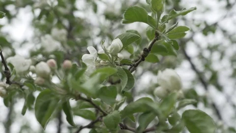 Branches of blossoming apple tree Stock Footage 102370652