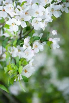 Branches of blossoming apple tree macro with soft focus against the backgroun Stock Photos