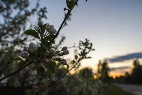 Branches of a blossoming Apple tree Stock Photos