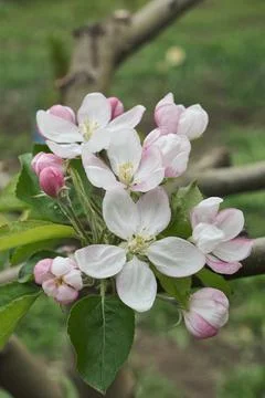 Branches of blossoming apple tree. Foto stock