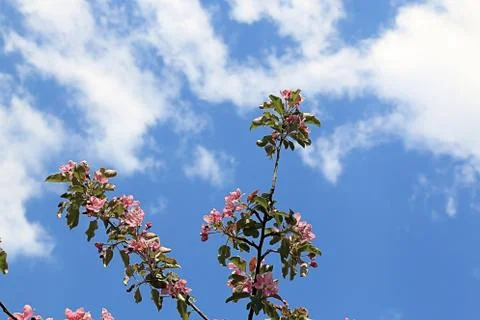 Branches of a blossoming apple tree rushing into the sky Stock Photos