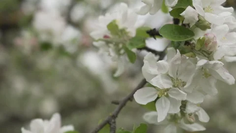 Branches of blossoming apple tree spring white flowers. Stock Footage 102370644
