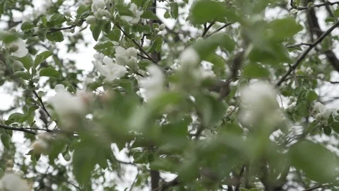 Branches of blossoming apple tree spring white flowers. Stock Footage 102370664