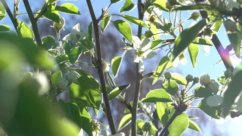 Branches of a blossoming apple tree with sunshine on the background of the sky Stock Footage 164676502