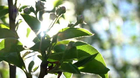 Branches of a blossoming apple tree with sunshine on the background of the sky Stock Footage 164676756