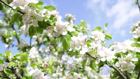Branches of a Blossoming Apple Tree Swing Against the Background of the Blue Видео 241420487