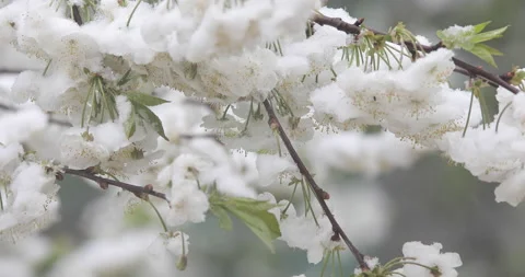 Branches of the Blossoming apple tree on which the snow lies. Snow on flowers. Stock Footage 134555252