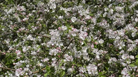 Branches of blossoming apple trees, spring background Stock Footage 146689825