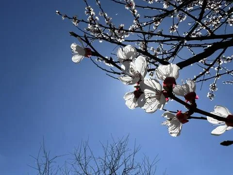 Branches of blossoming apricot macro with soft focus on gentle light blue sky Stock Photos