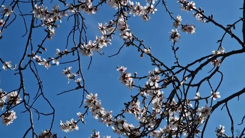 Branches of a blossoming apricot tree against the sky. Stock Footage 237142128