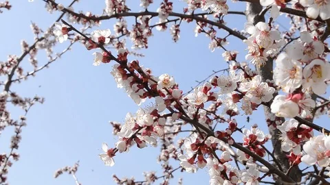 Branches of a blossoming apricot tree. Stock Footage 130021418