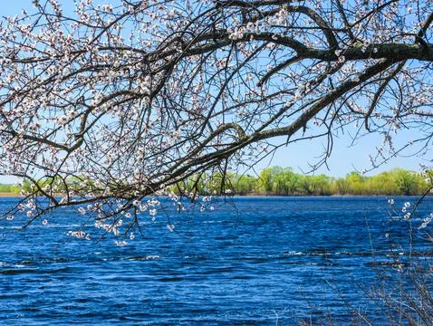 Branches of the blossoming  apricot tree on spring Stock Photos
