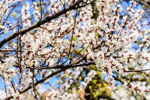 Branches of the blossoming  apricot tree on spring Stockfoto's